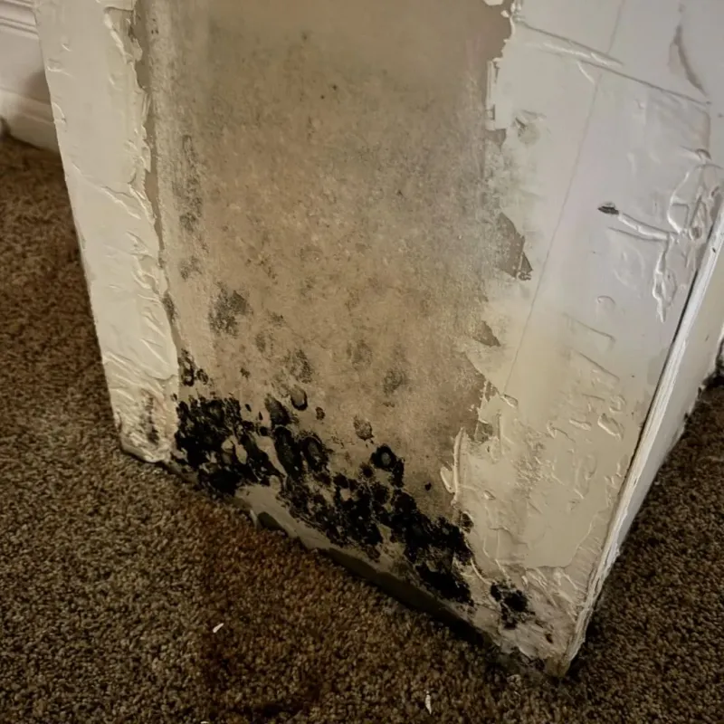 Professional Mold Removal in Sabina, OH